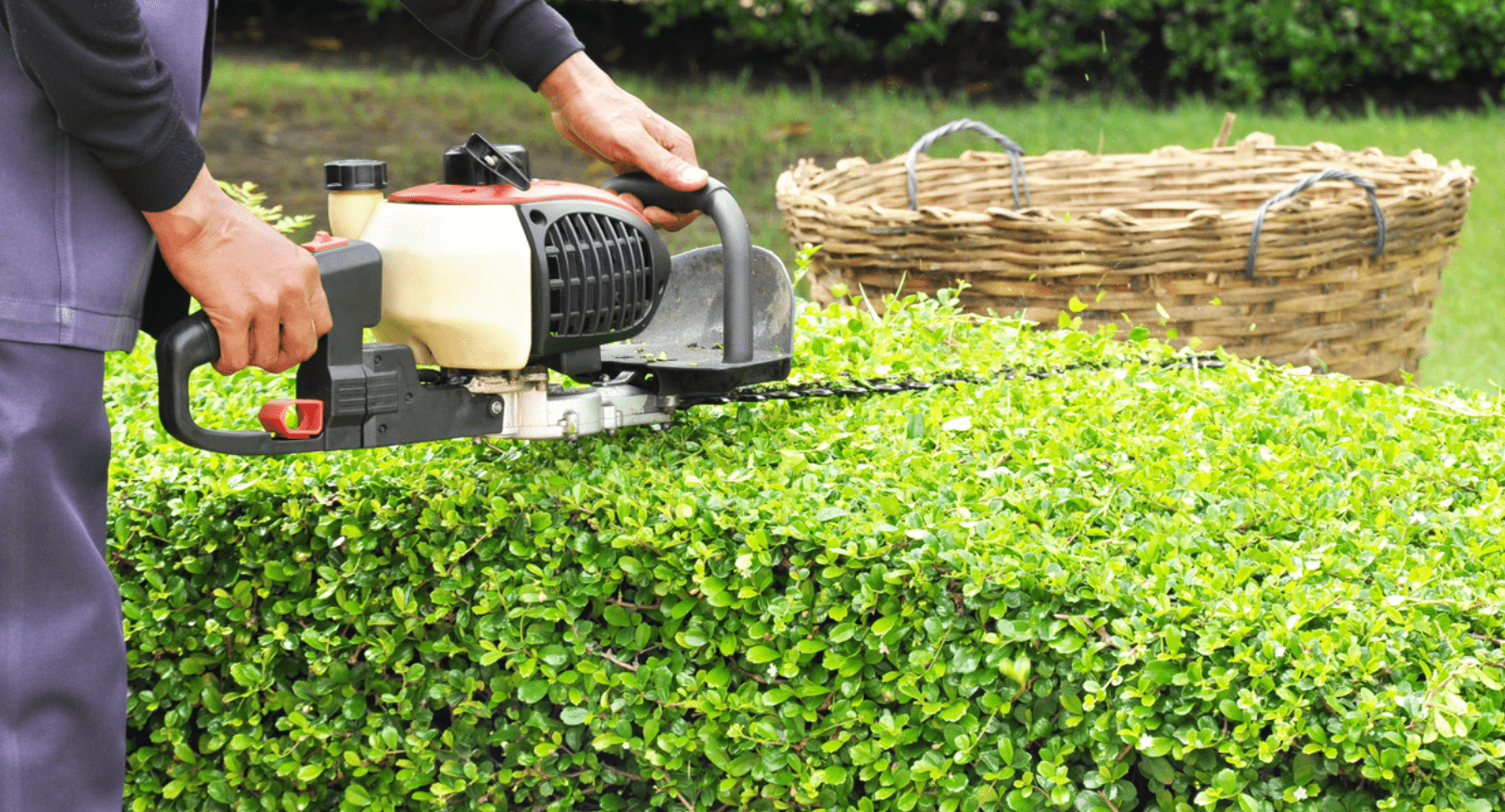 Bush Trimming